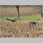 Corvus frugilegus - Saatkraehe 01.jpg